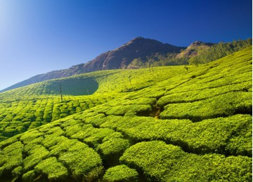 Munnar  -Thekkady  -  Alleppey - Cherai - Athirappilly  - Kerala Packages